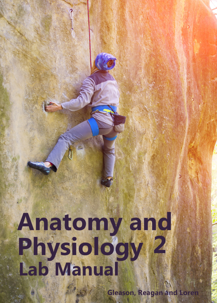 Anatomy And Physiology Ii Lab Manual 4th Edition Gleason Et Al
